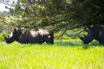 Kragga Kamma Game Park Hotel Port Elizabeth Exterior foto