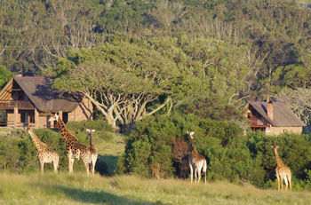 Kragga Kamma Game Park Hotel Port Elizabeth Exterior foto